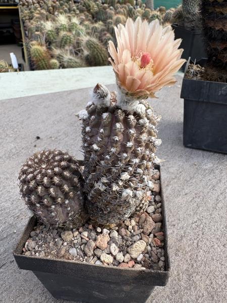 Eriosyce napina v. duripulpa